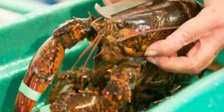 Kennebunkport Lunchtime Walking Food Tour