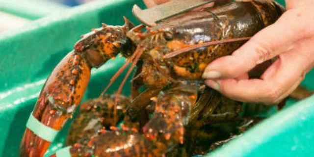 Kennebunkport Lunchtime Walking Food Tour - Image 1