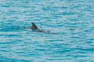 Key West Dolphin Watching and Snorkeling Eco Tour thumbnail 6