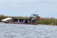 Miami Everglades Airboat Tour with Gator Encounter thumbnail 3