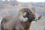 Badlands Private Tour with Local Experts thumbnail 3