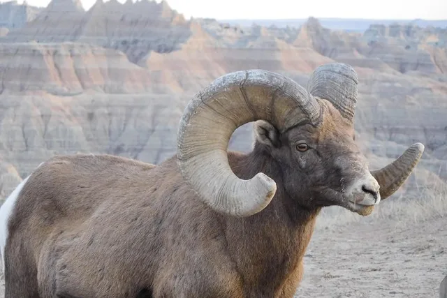 Badlands Private Tour with Local Experts - Image 3