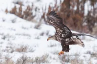 Bozeman Snowshoe Safari in Yellowstone thumbnail 3