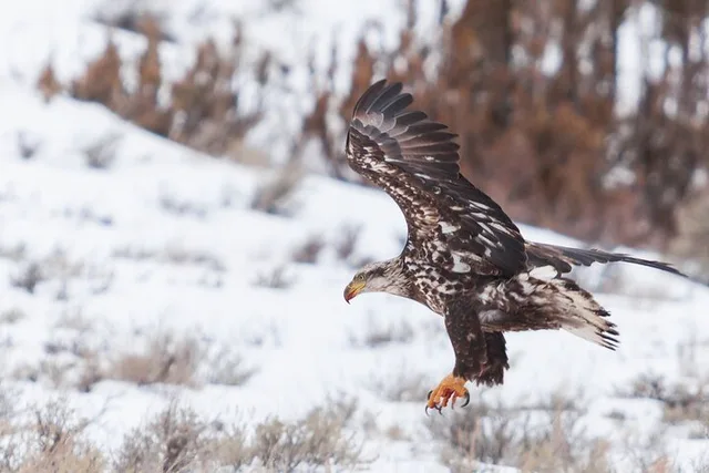 Bozeman Snowshoe Safari in Yellowstone - Image 3