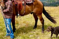 Jackson Hole Horseback Riding Adventure thumbnail 5