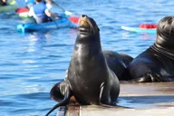 Marina Del Rey Kayak and Paddleboard Tour with Sea Lions 2 hr thumbnail 5