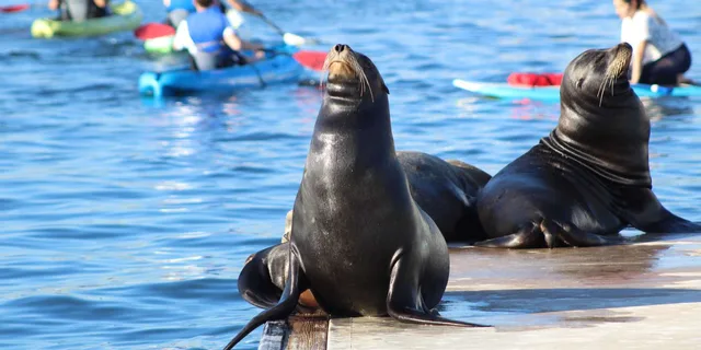 Marina Del Rey Kayak and Paddleboard Tour with Sea Lions 2 hr - Image 5