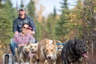 Anchorage Dog Sled Ride in Willow thumbnail 5