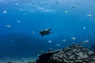 Hawaii Scuba Diving Experience for Non-Certified Divers thumbnail 6
