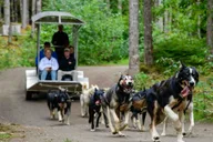 Skagway Sled Dog Adventure thumbnail 1