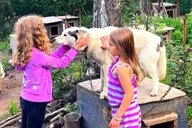 Fairbanks Husky Hiking Tour thumbnail 2