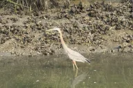 Hilton Head Dolphin Nature Kayak Tour thumbnail 5