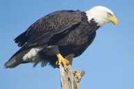 Florida Boat and Dolphin Watching Tour 2 hr thumbnail 6