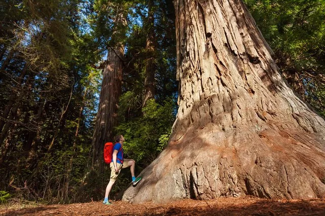 San Jose Yosemite National Park and Giant Sequoias Tour - Image 5