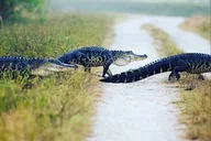 Everglades Private Tour thumbnail 1