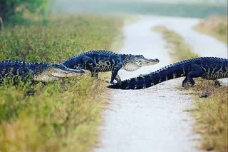 Everglades Private Tour
