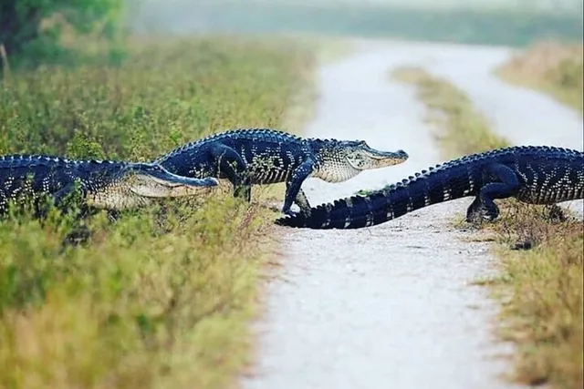 Everglades Private Tour - Image 1