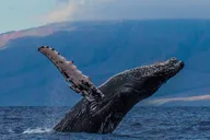 Maui Whale Watching Sail thumbnail 3