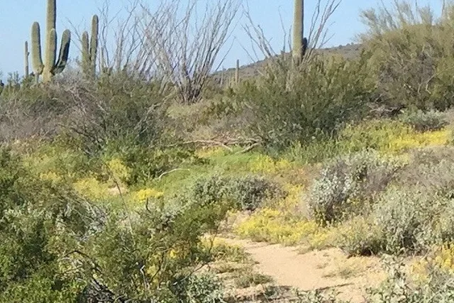 Scottsdale Sonoran Desert Guided Hiking Tour 2 hr - Image 6
