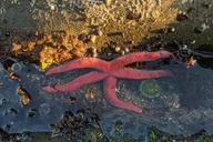 Rialto Beach Tide Pooling Hike thumbnail 5