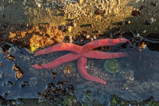 Rialto Beach Tide Pooling Hike - Image 5