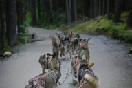 Denali Husky Sled Dog Tour & Brewery Visit thumbnail 4