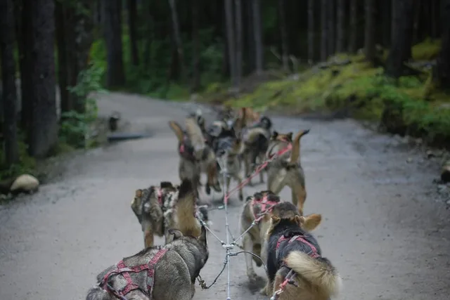 Denali Husky Sled Dog Tour & Brewery Visit - Image 4