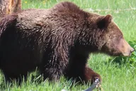 West Yellowstone Wildlife Viewing Tour with Lunch thumbnail 6