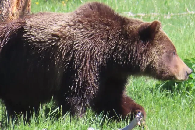 West Yellowstone Wildlife Viewing Tour with Lunch - Image 6