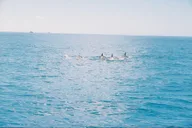 Honolulu Marine Wildlife Snorkel Tour thumbnail 4