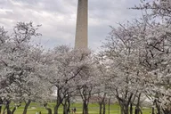 Washington DC Cherry Blossom Bus Tour with Tidal Basin Walk thumbnail 5