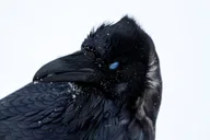 Yellowstone Wildlife Photography Tour 5 hr thumbnail 6