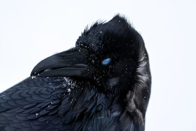 Yellowstone Wildlife Photography Tour 5 hr - Image 6