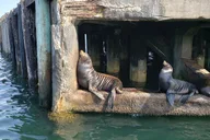 Monterey Whale Watching Cruise thumbnail 6