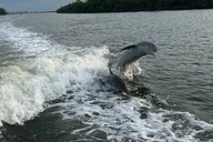 Marco Island Shelling, Fishing, and Eco Tour 4 hr thumbnail 5