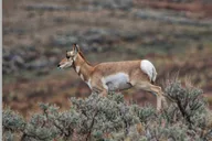 Cody Wildlife Safari in Northern Yellowstone thumbnail 4