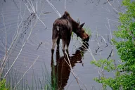 Yellowstone Hidden Gems Private Tour thumbnail 4