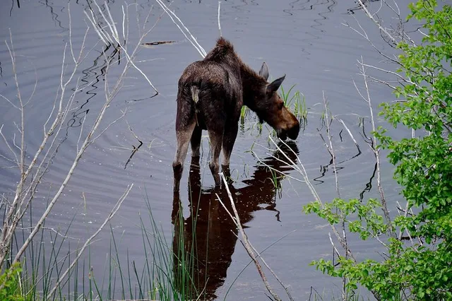 Yellowstone Hidden Gems Private Tour - Image 4