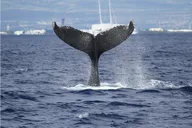 Honolulu Whale Watching Cruise thumbnail 1