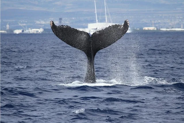 Honolulu Whale Watching Cruise - Image 1