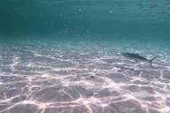 Santa Rosa Catamaran Snorkel and Dolphin Tour 3 hr thumbnail 6