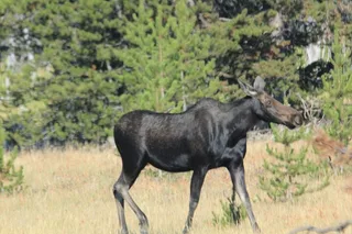 Grand Teton and Yellowstone Lower Loop Private Tour