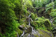 Pigeon Forge Smoky Mountains Jeep Tour thumbnail 5