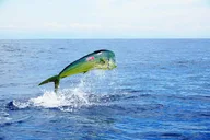 Marathon Florida Keys Fishing Experience thumbnail 2