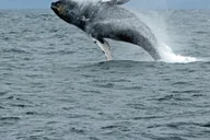 Ketchikan Wildlife and Whale Watching Tour thumbnail 3