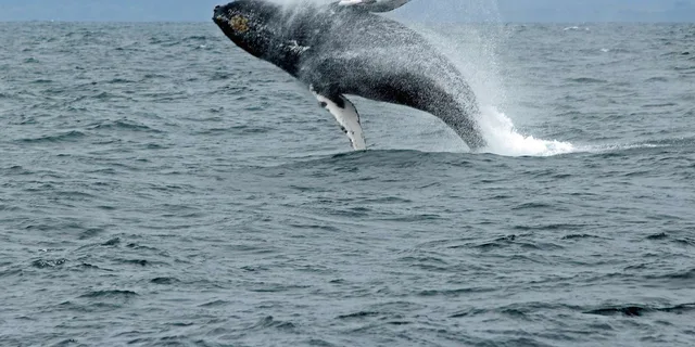 Ketchikan Wildlife and Whale Watching Tour - Image 3