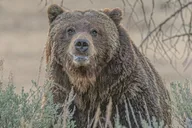 Yellowstone Private Tour with Iconic Sites 2 Days thumbnail 3