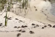 Destin Clear Kayak Eco Tour with Island Stops 2 hr thumbnail 4