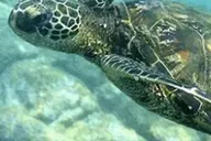 Kona Snorkel Adventure at Captain Cook Monument 4 hr thumbnail 5