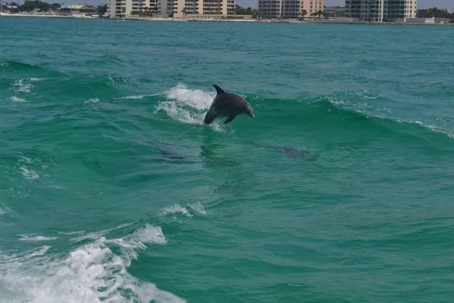 Destin Snorkeling and Eco Excursion - Image 5